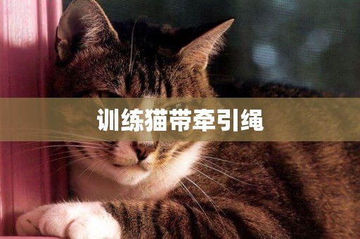 训练猫带牵引绳